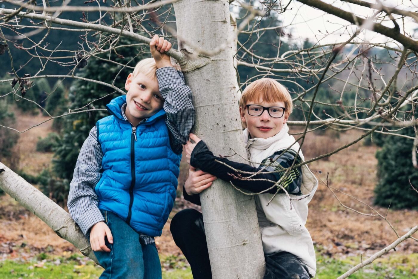 Calder-Zander-in-tree