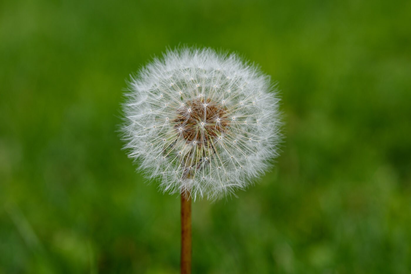 close-up-dandelion