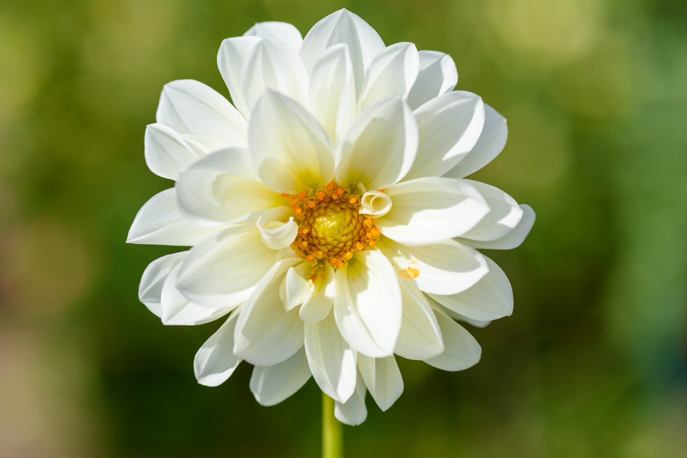 close-up-of-white-flower