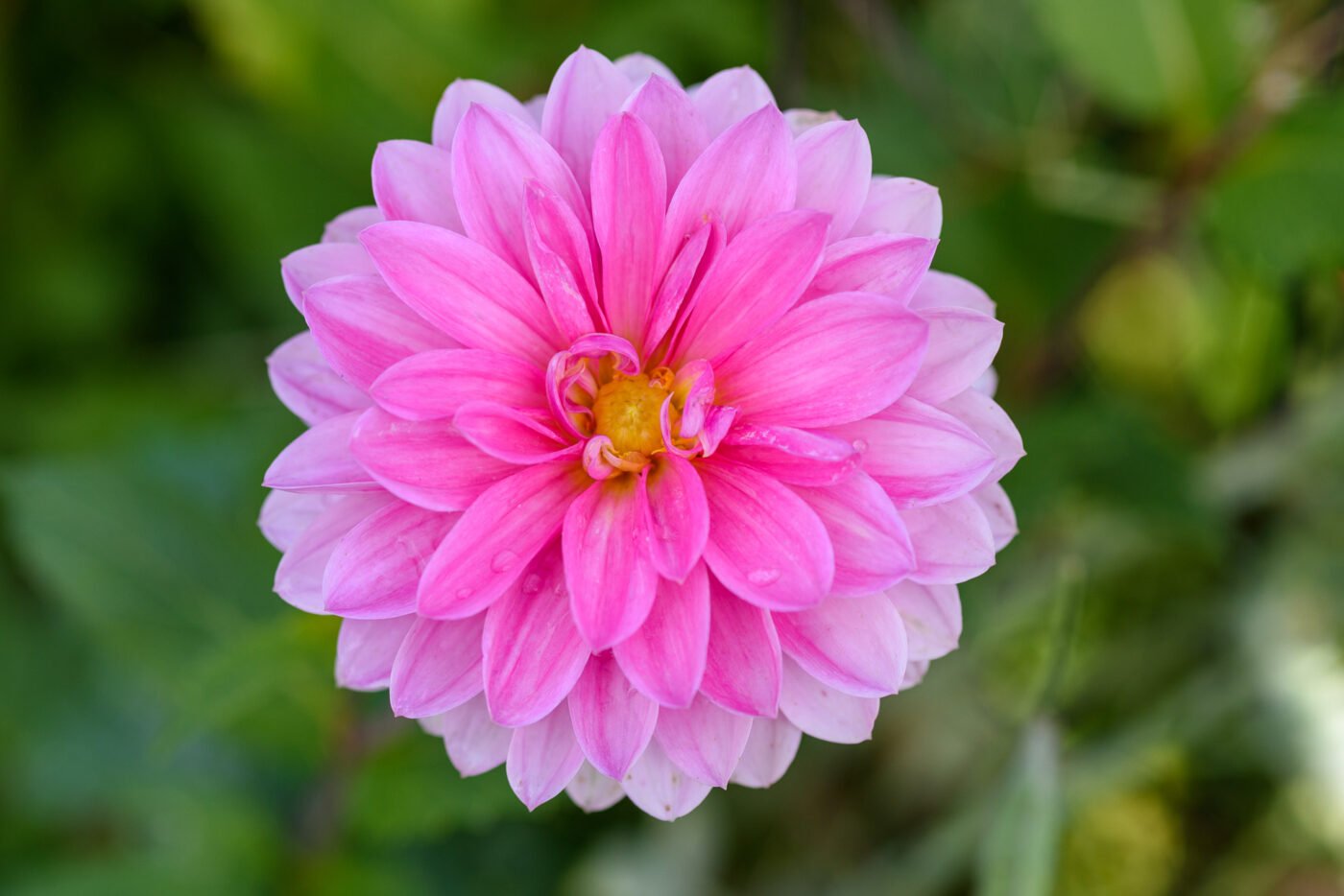 close-up-pink-flower