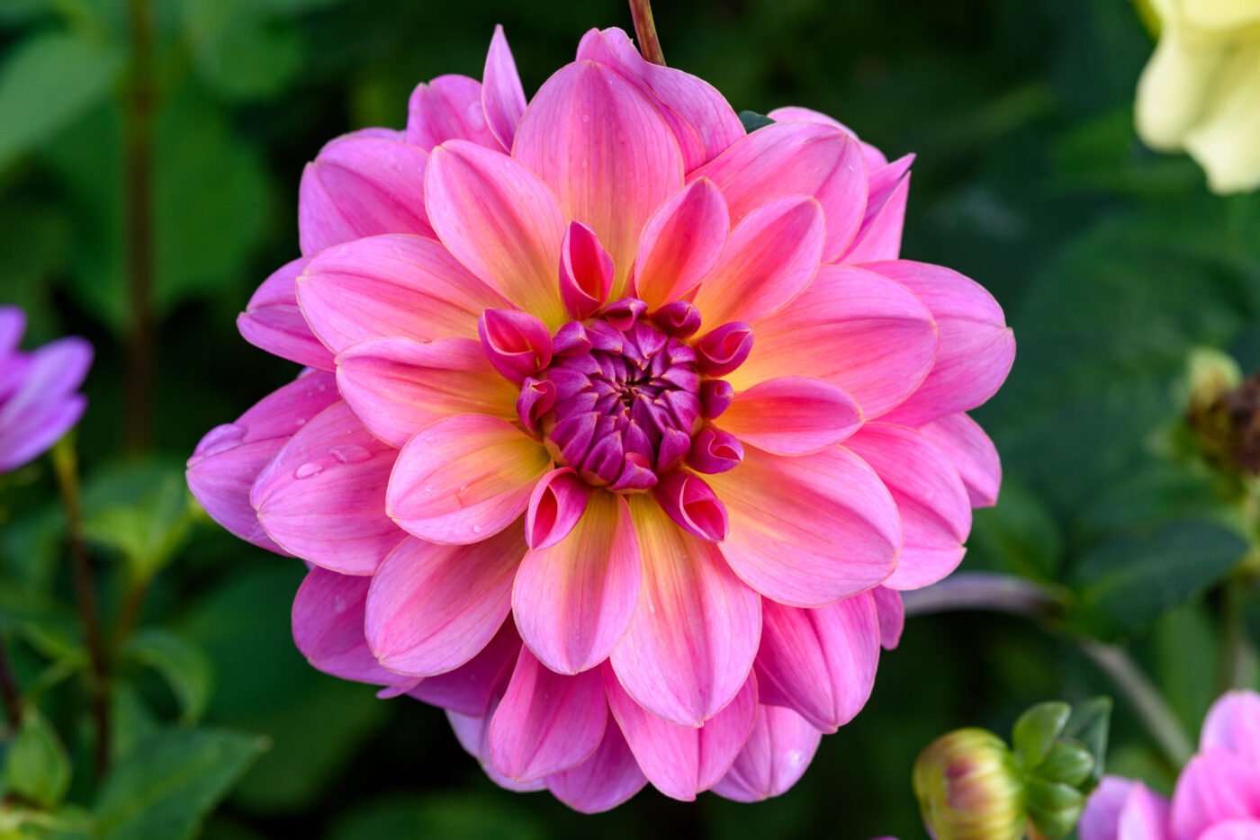 close-up-rich-pink-flower