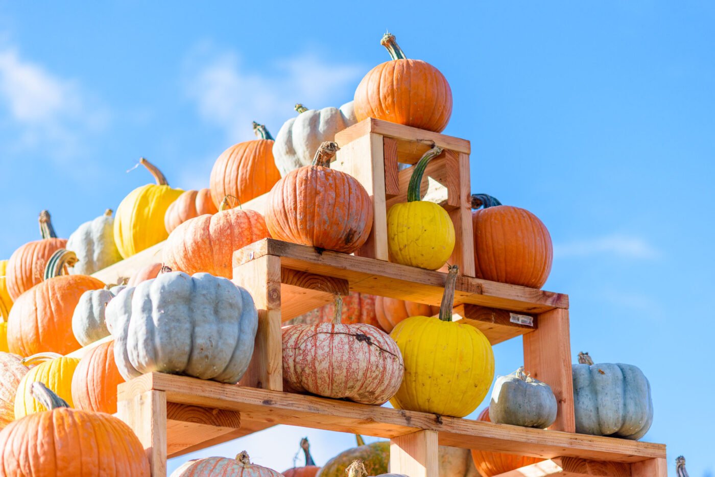 colorful-pumpkins-patch-oregon