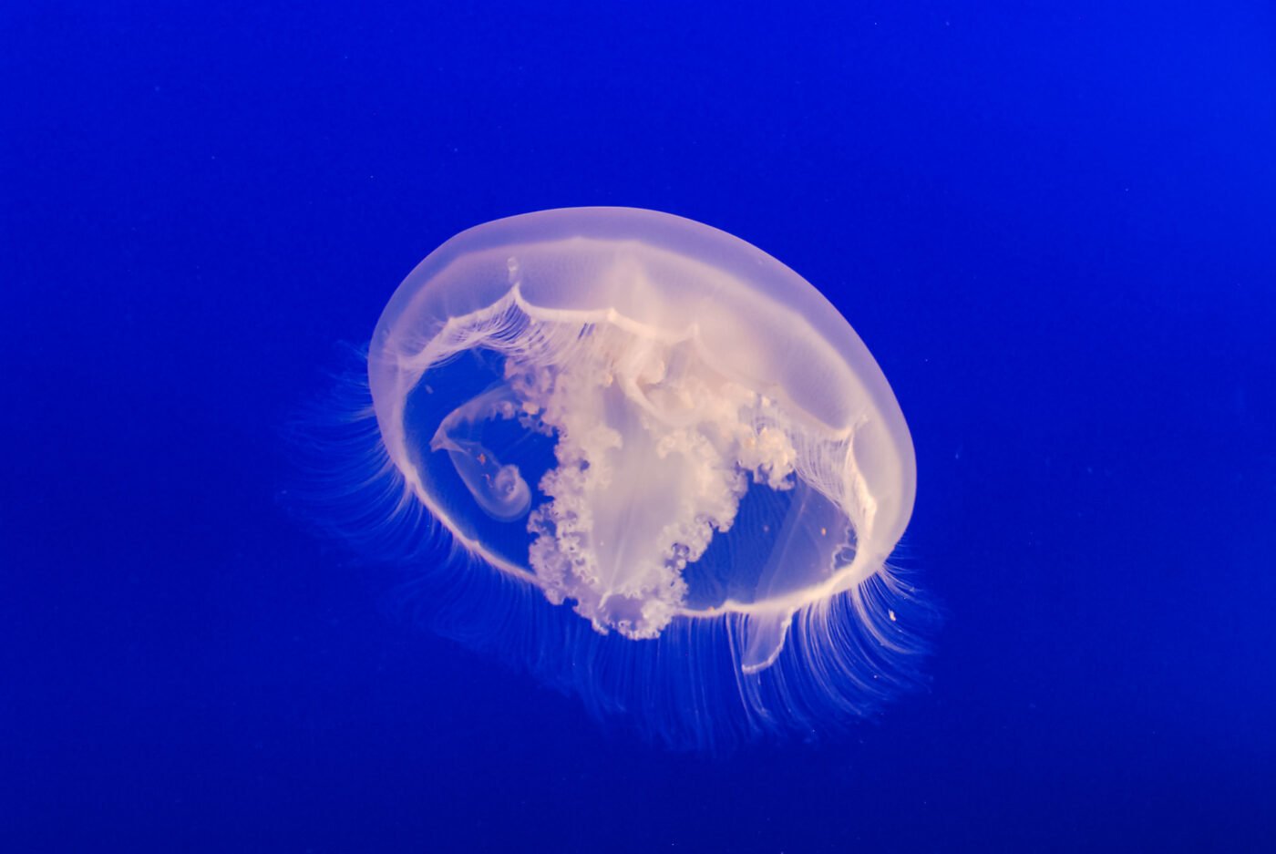 delicate-white-transparent-jelly-fish
