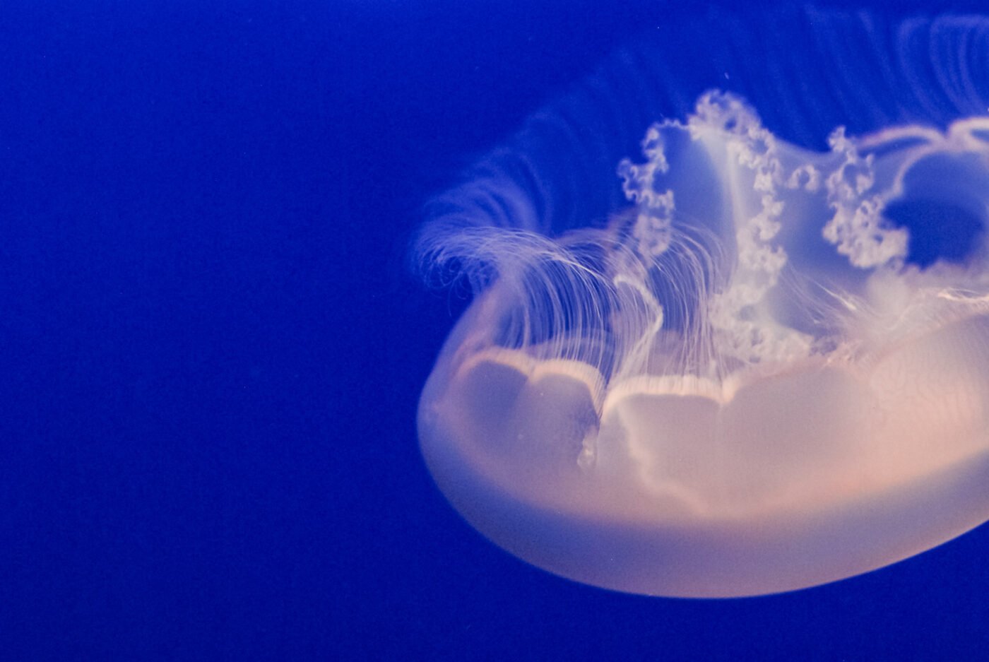 delicate-white-transparent-jelly-fish-close-up