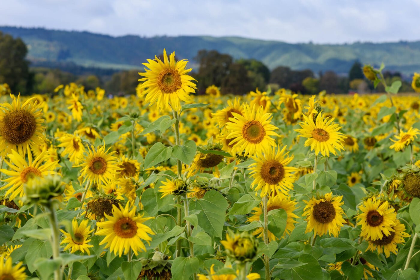 field-of-sunflowers