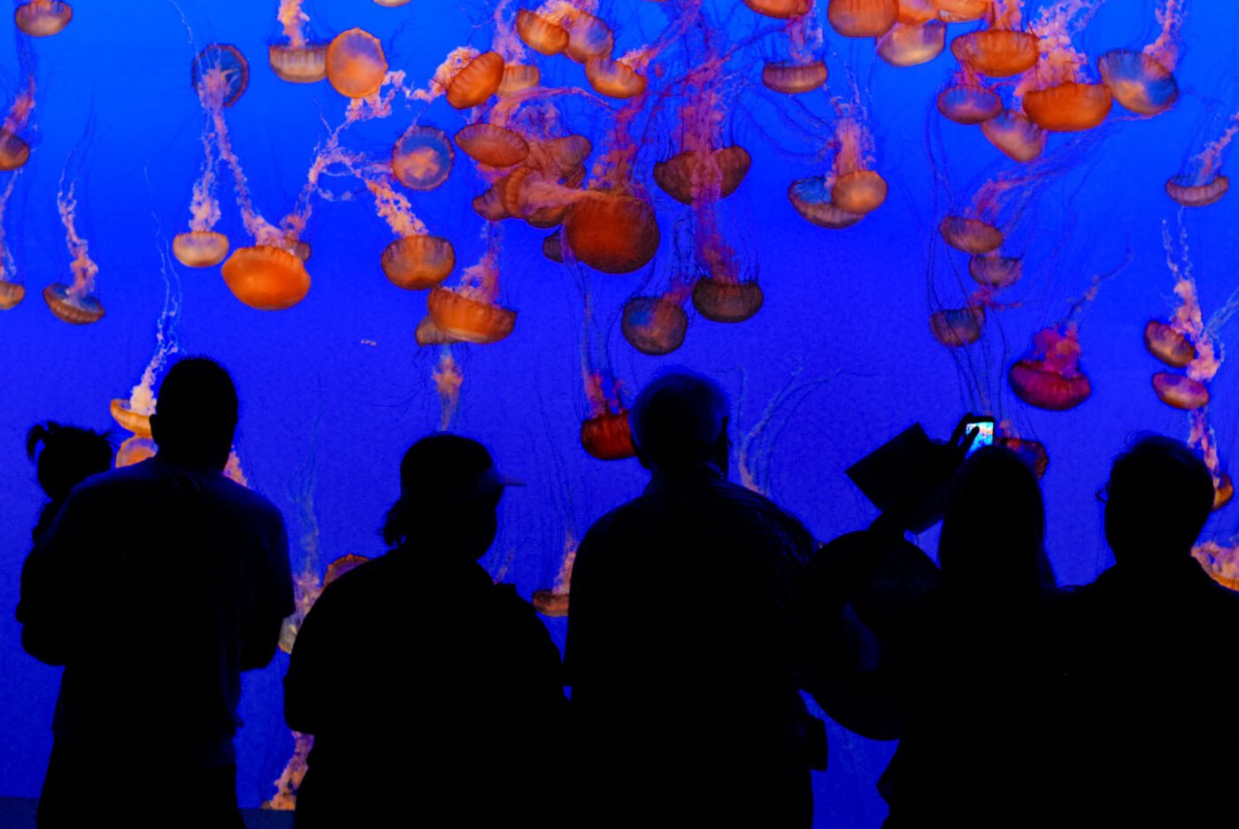 group-of-people-with-red-jelly-fish-exhibit
