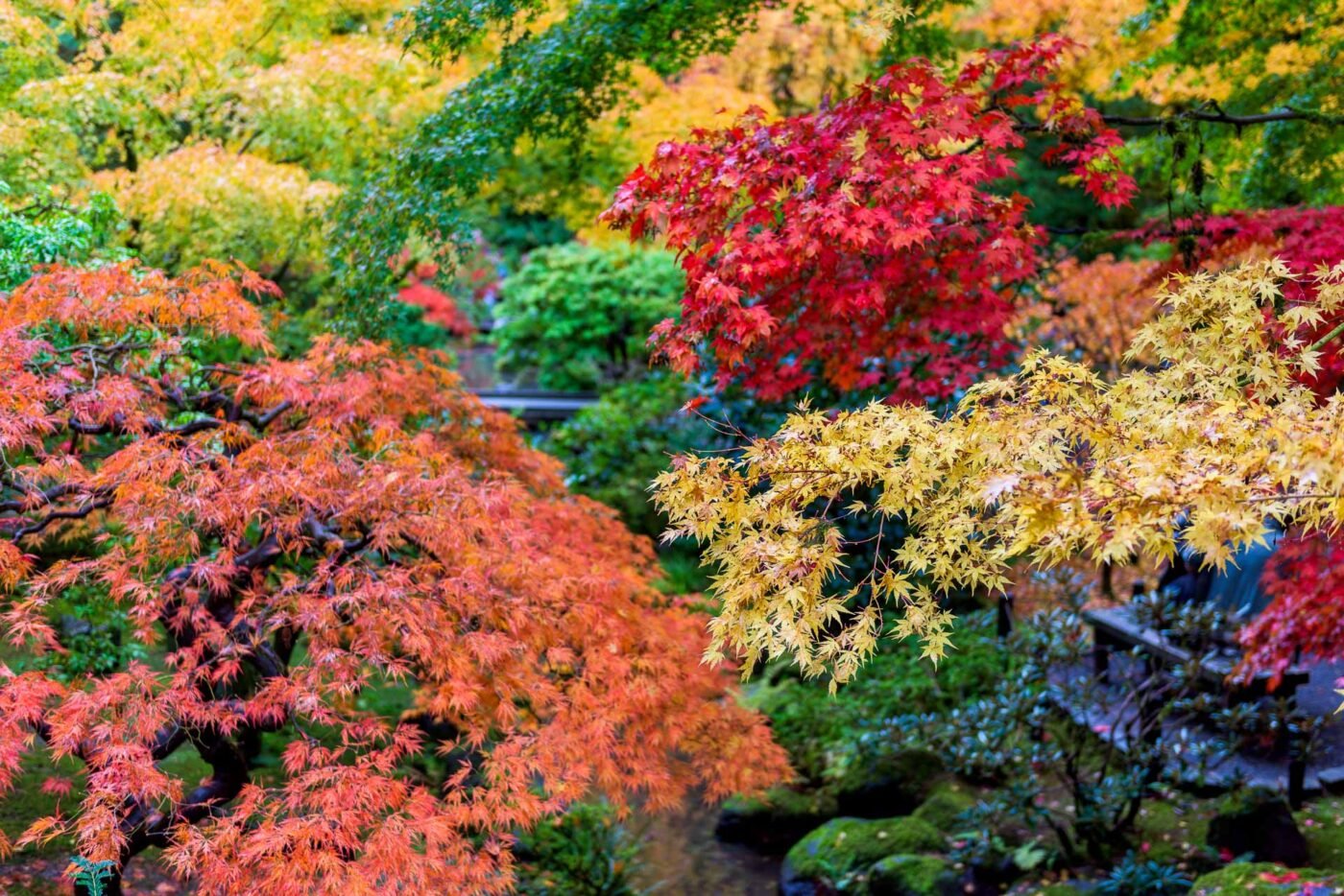 japanese-garden-portland-autum-colors