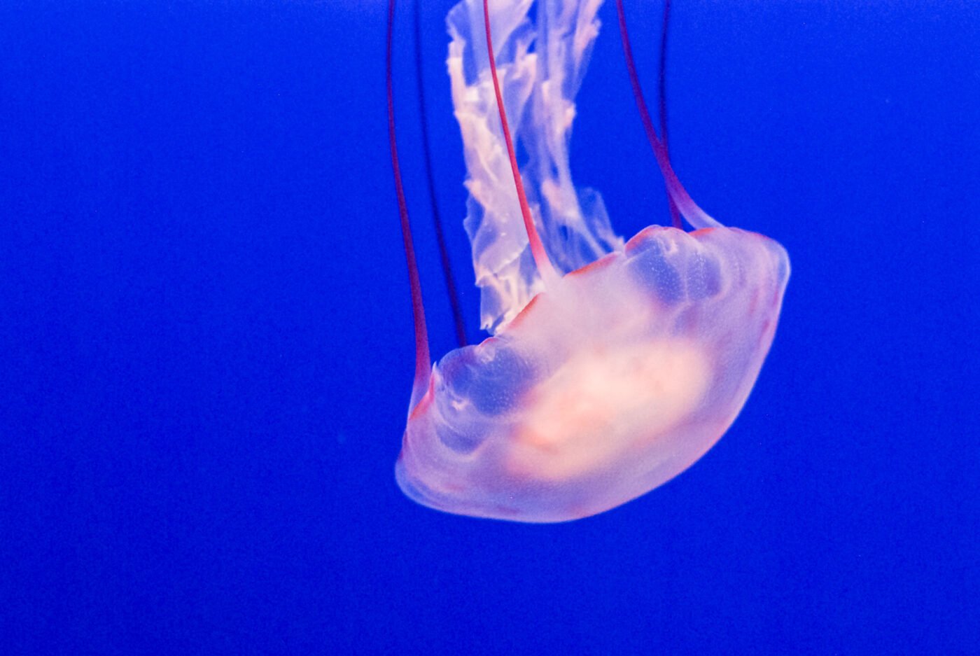 jelly-fish-Monterey-Bay-Aquarium