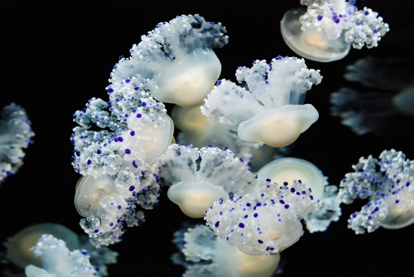 jelly-fish-purple-dots