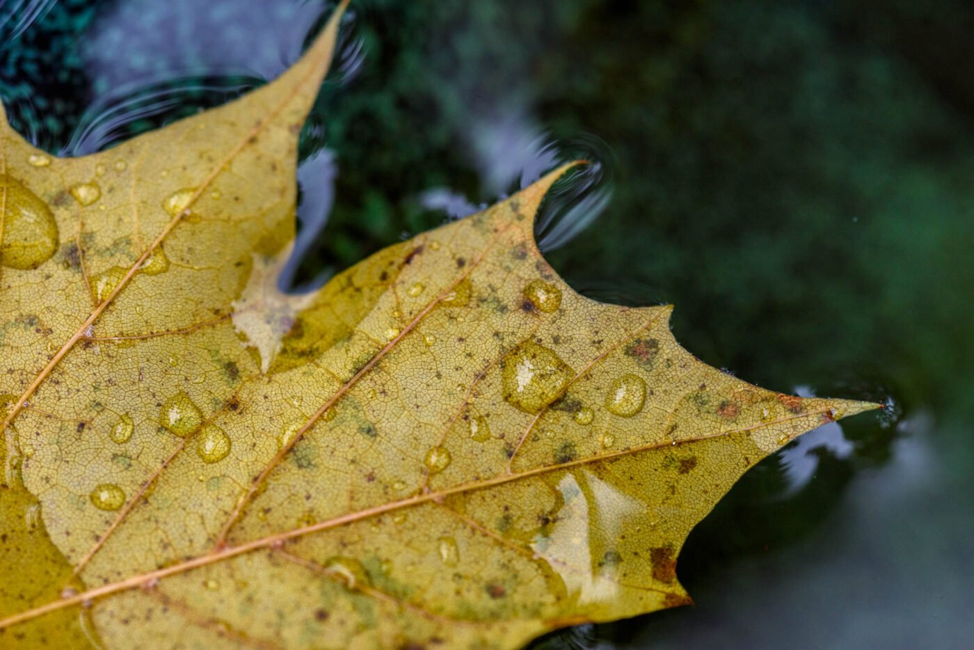 maple-leave-macro-puddle-autum