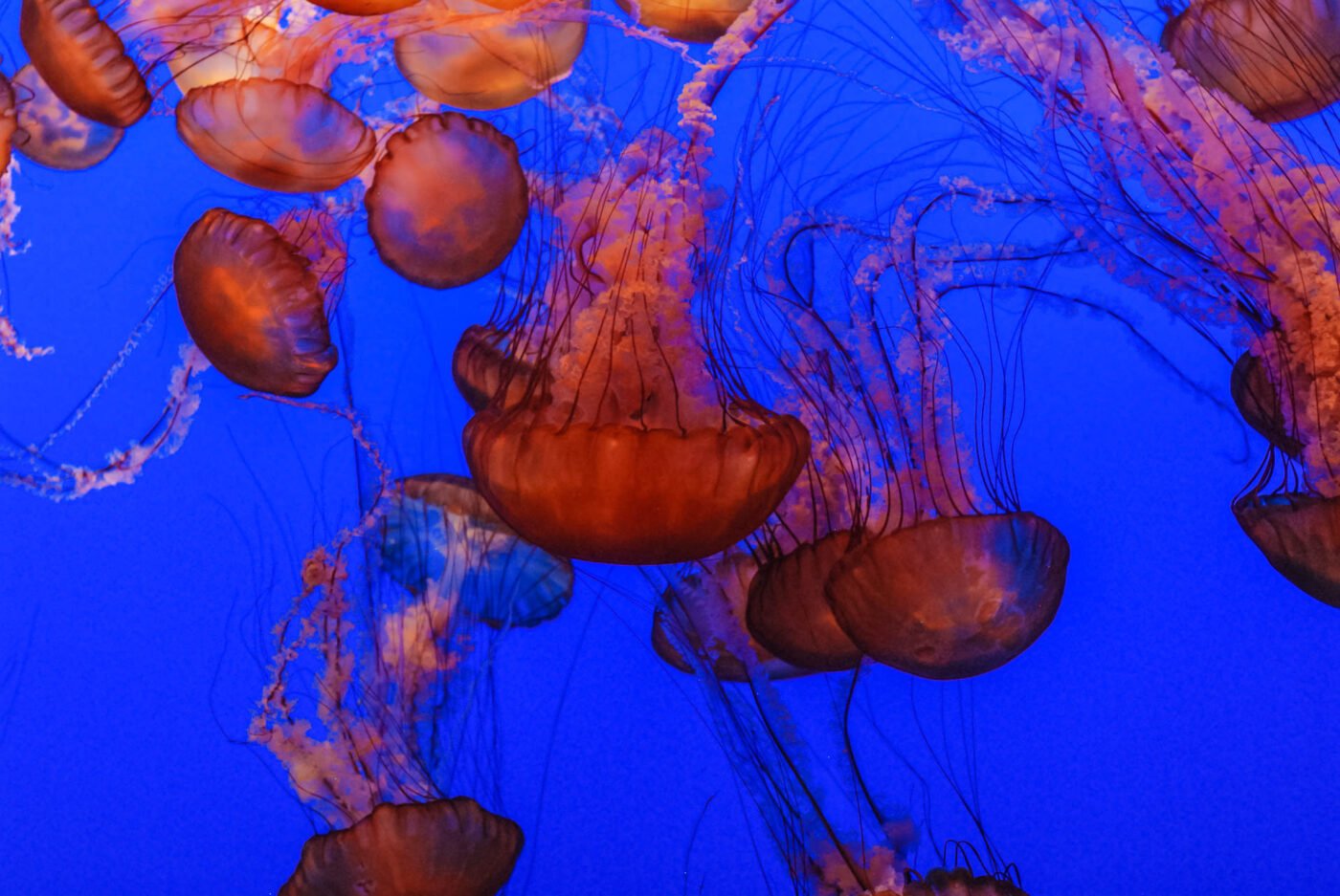 red-jelly-fish-Monterey-Bay-Aquarium