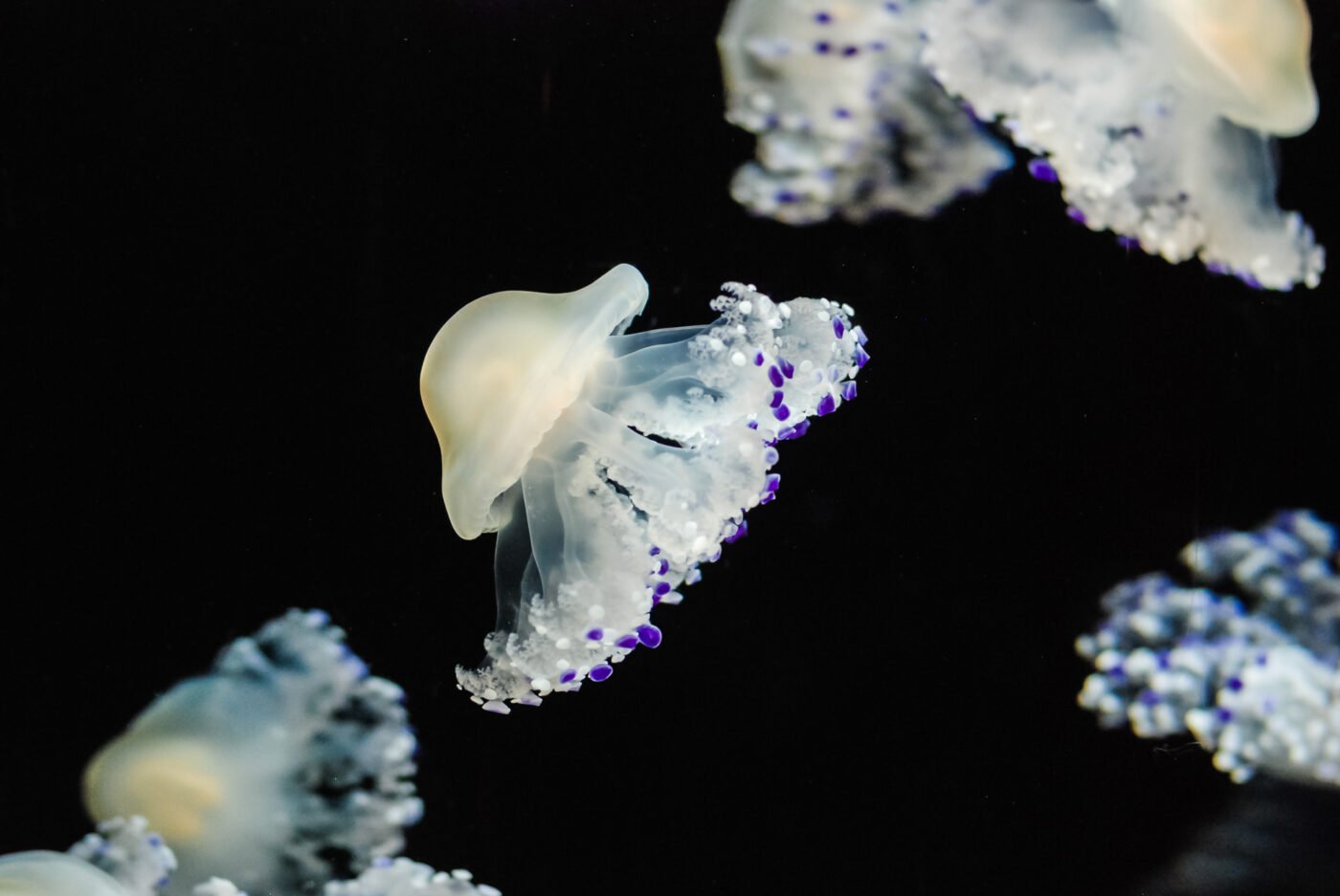 single-mushroom-style-jelly-fish
