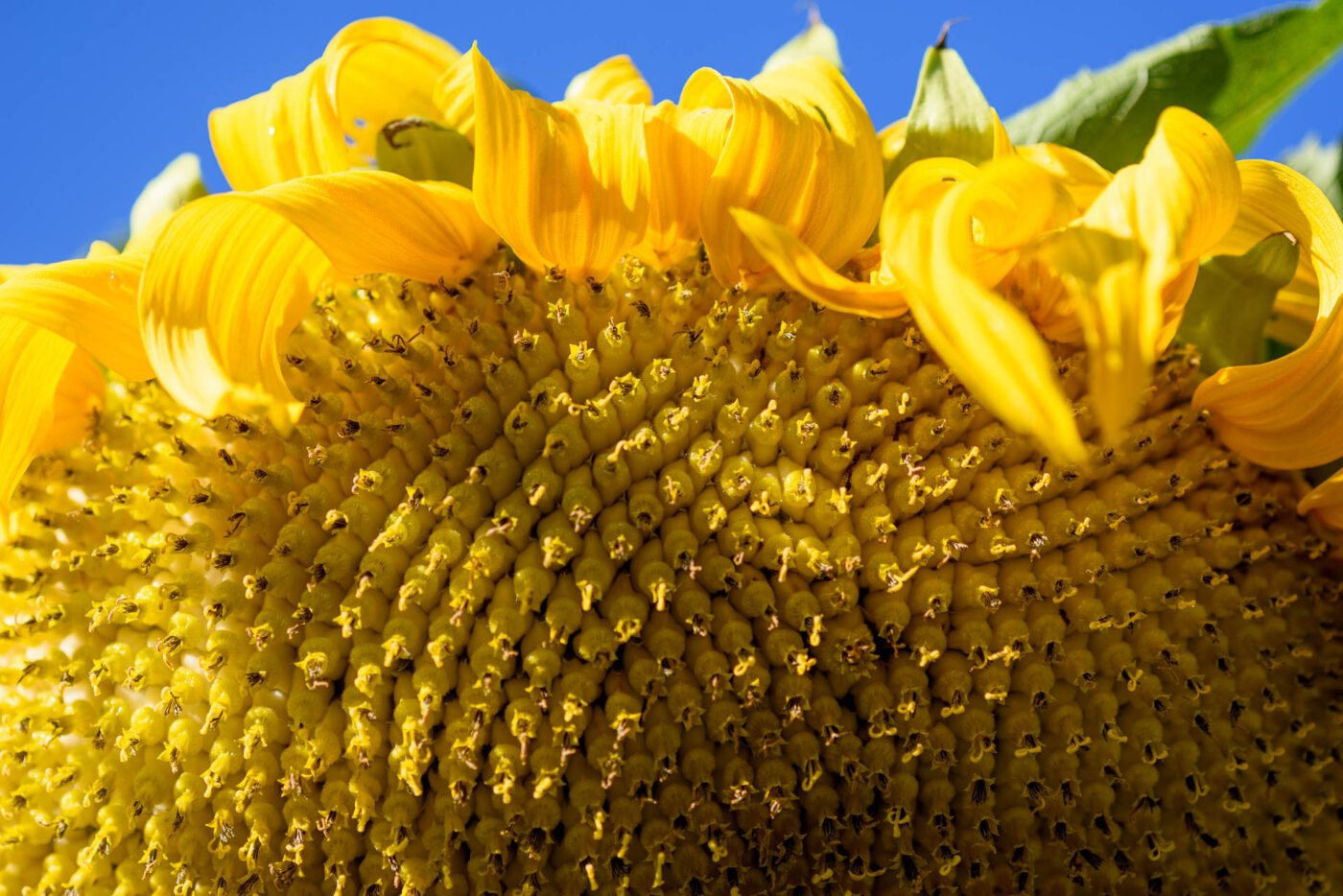 sun-flower-close-uo-macro