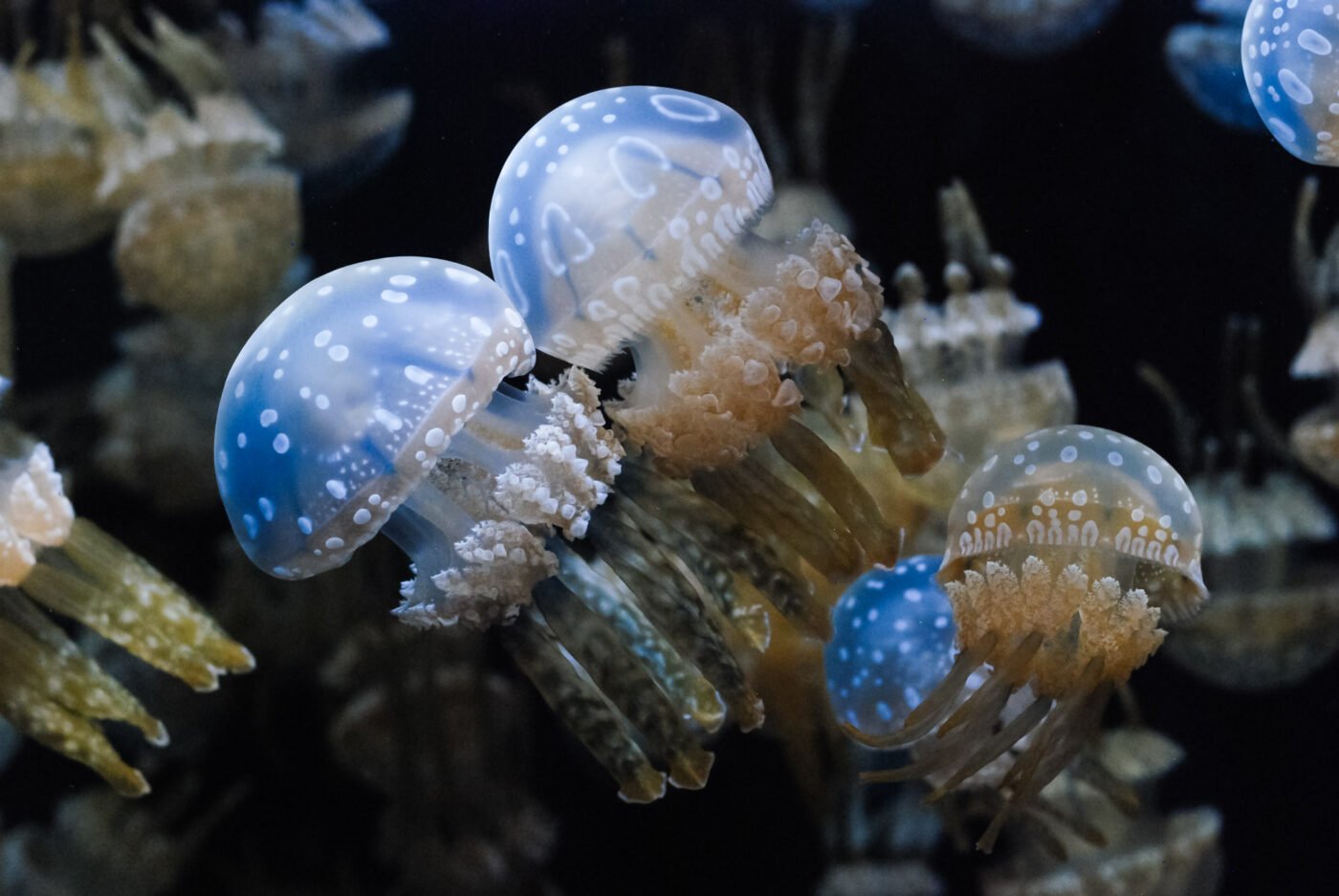 two-spotted-jelly-fish