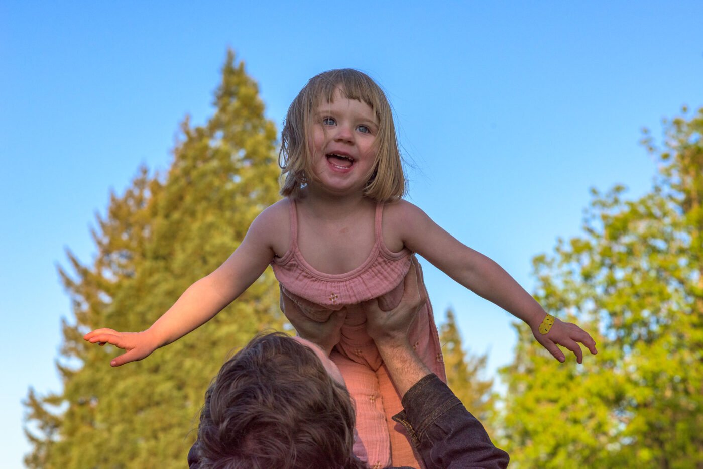 Foster-Clark Family Cherry Blossom